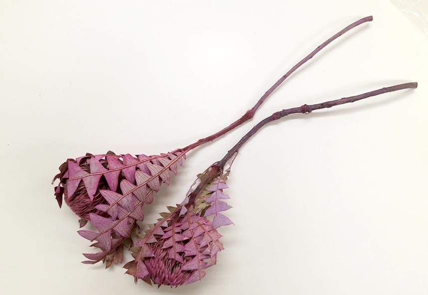 バンクシアバクステリー ピンク 1本