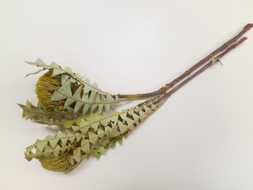 バンクシアバクステリー イエロー 1本