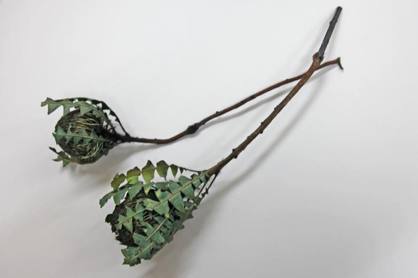 バンクシアバクステリー ブラック 1本