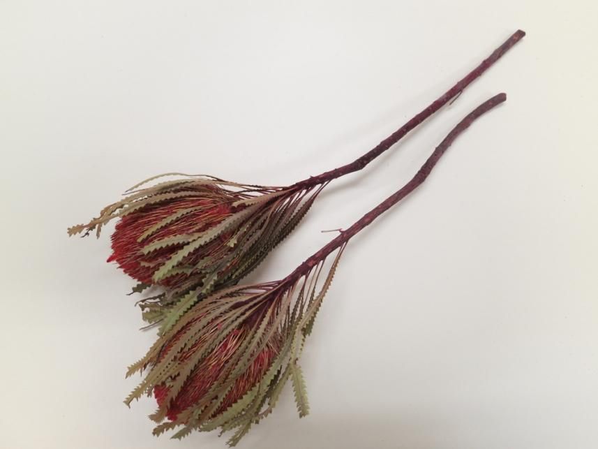 バンクシアホッカラナ レッド 1本