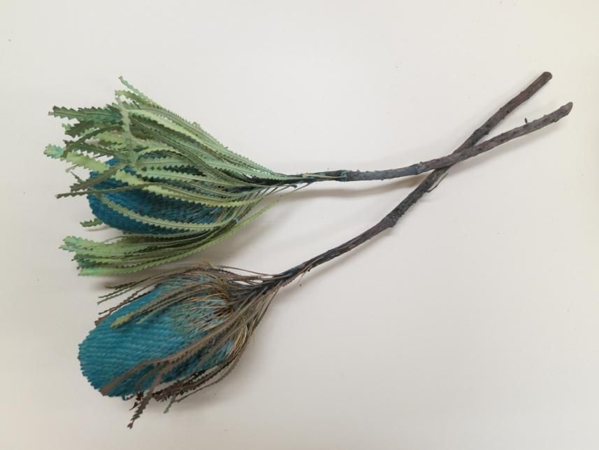 バンクシアホッカラナ ブルー 1本