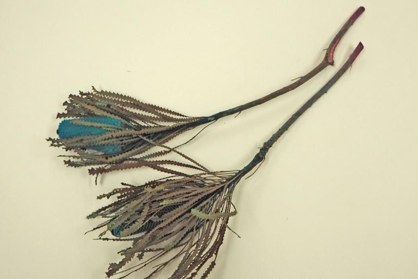 バンクシアホッカラナキャンドル ブルー 2本