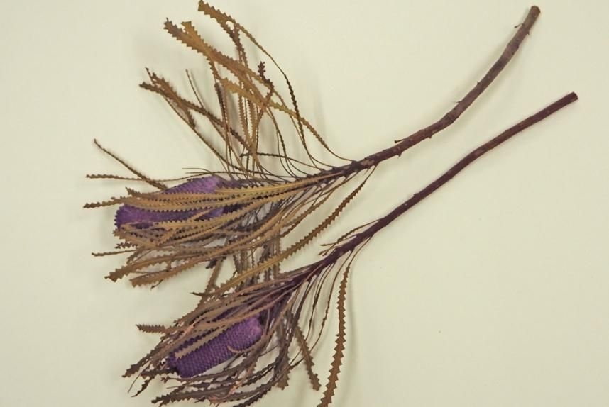 バンクシアホッカラナキャンドル ムーブ 2本