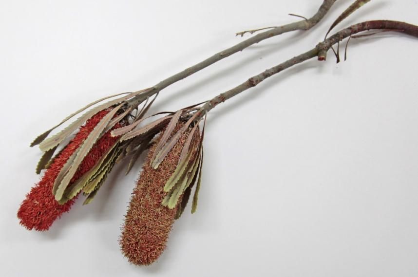 バンクシアアッティネーター レッド 2本