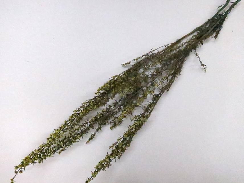 ティートゥリーローサ イエロー 約40g