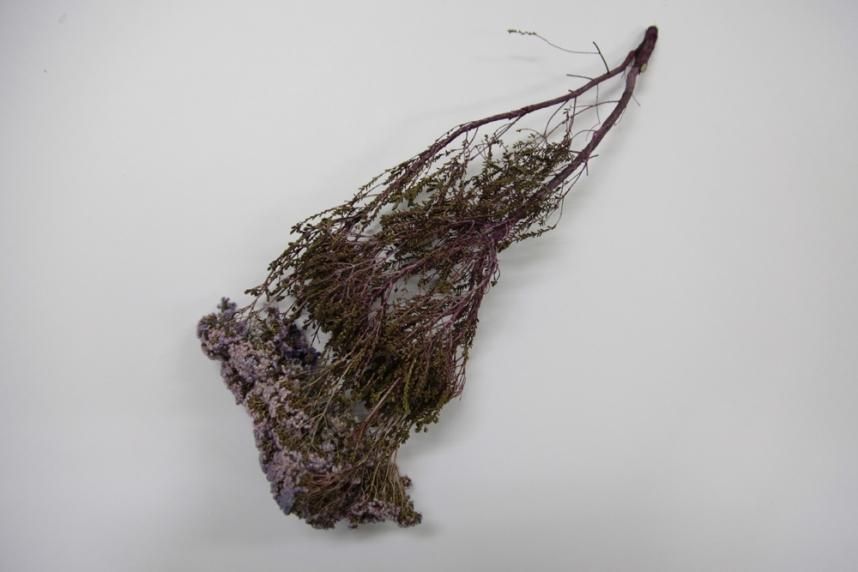 ブローニー ムーブ 約40g