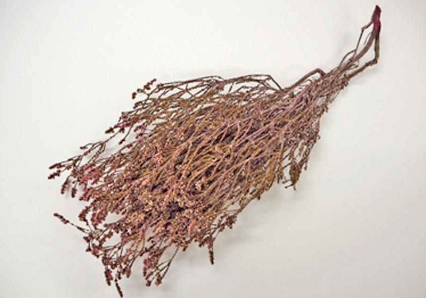 ショルツィア ピンク 約40g