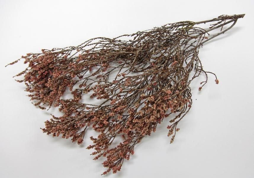 ショルツィア レッド 約40g