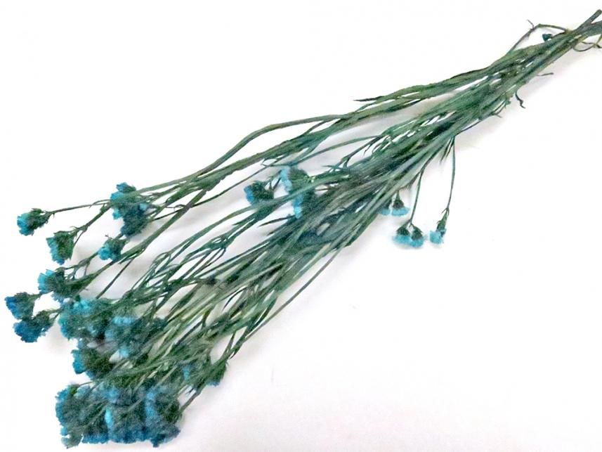 スターチス ブルー 約60g