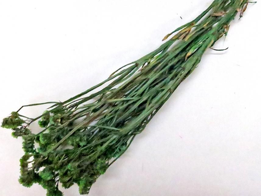 スターチス グリーン 約60g