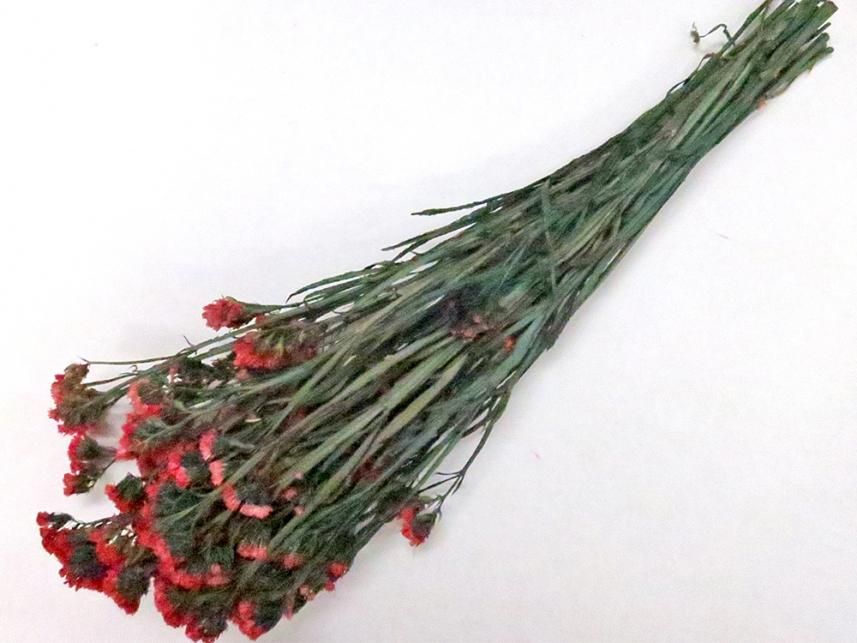 スターチス レッド 約60g