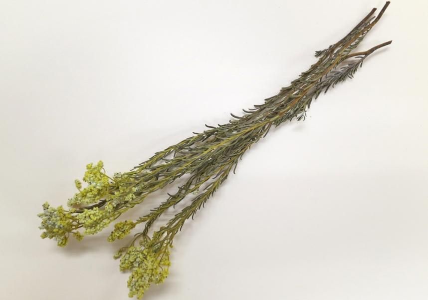 サゴ イエロー 約40g