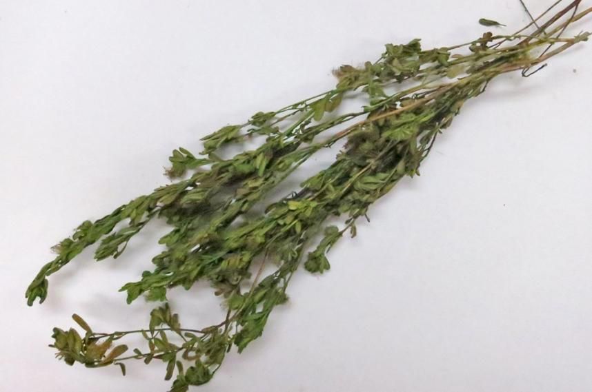 ケイパーズ グリーン 約40g