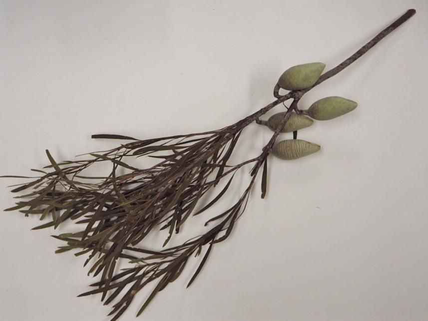 ウッディペアナッツ ナチュラル 1~2本