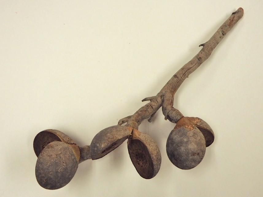 ピーチハケアナッツ ナチュラル 1~2本