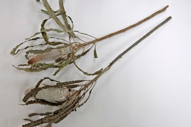 バンクシアプリノテキャンドル ナチュラル 2本