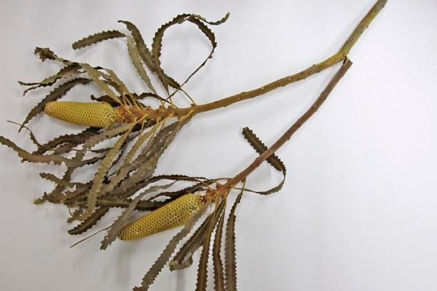 バンクシアプリノテキャンドル イエロー 2本