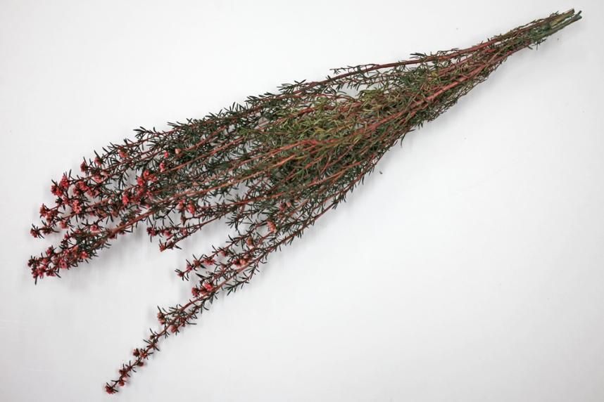 ティートゥリーコルサ レッド 約50g