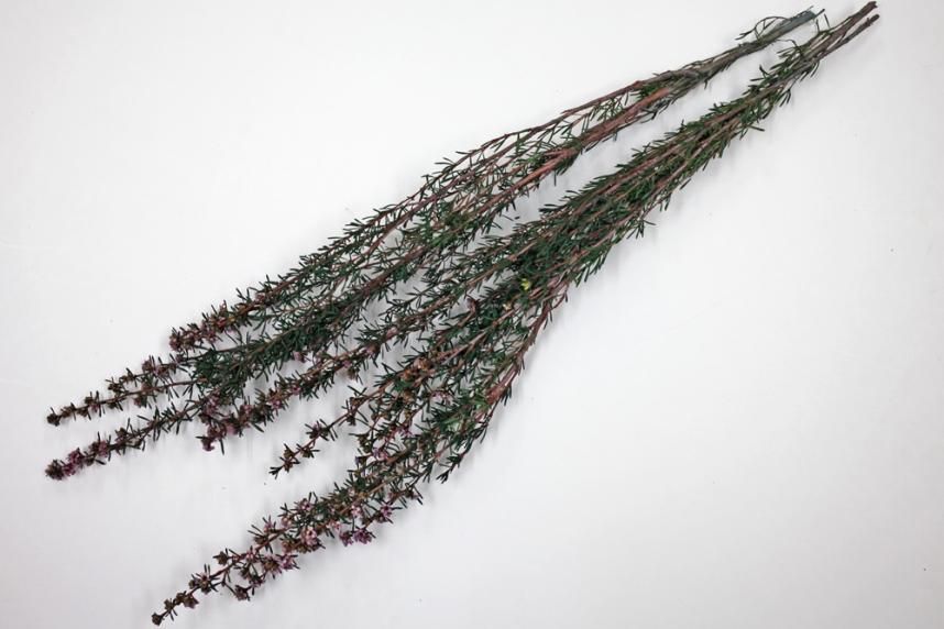 ティートゥリーコルサ ムーブ 約50g