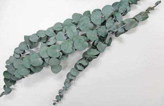 ユーカリシネリア グリーン 約40g