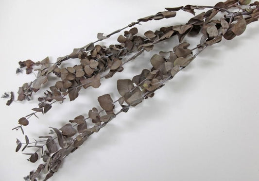 ユーカリシネリア レッド 約40g