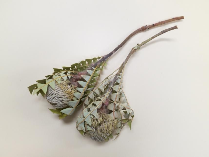 バンクシアバクステリー ナチュラル 1本