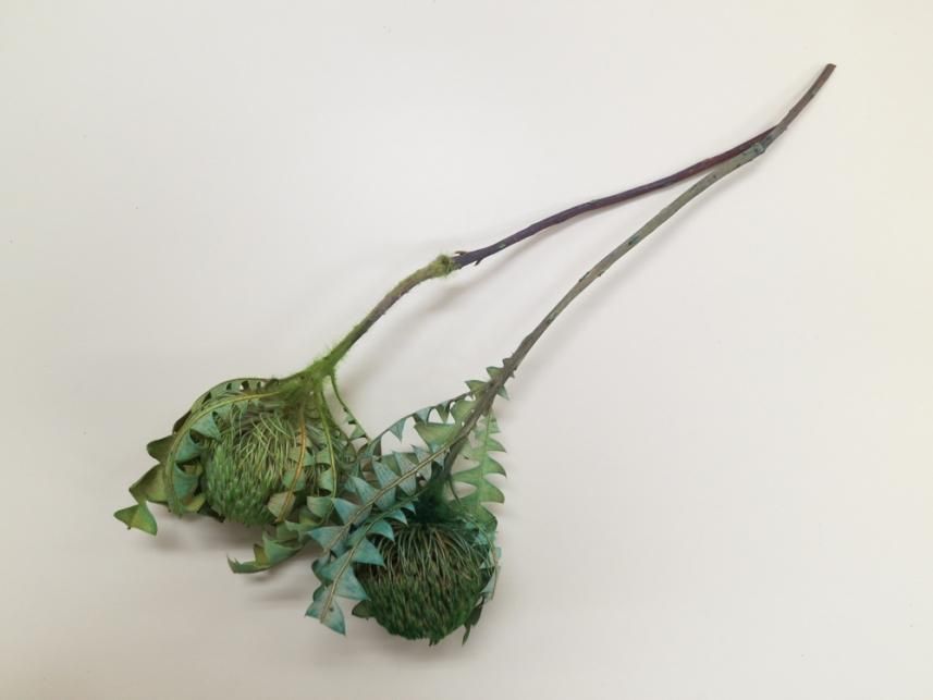 バンクシアバクステリー グリーン 1本