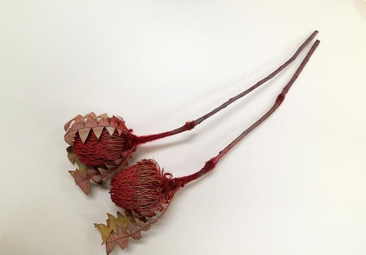 バンクシアバクステリー レッド 1本