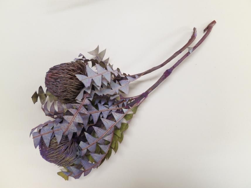 バンクシアバクステリー ムーブ 1本