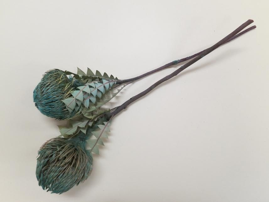 バンクシアバクステリー ブルー 1本