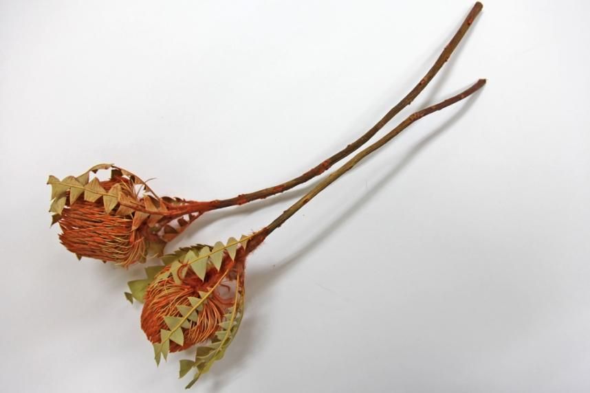 バンクシアバクステリー オレンジ 1本