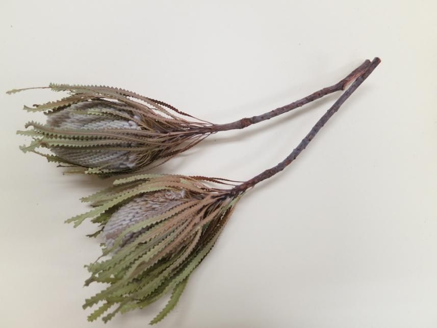 バンクシアホッカラナ ナチュラル 1本