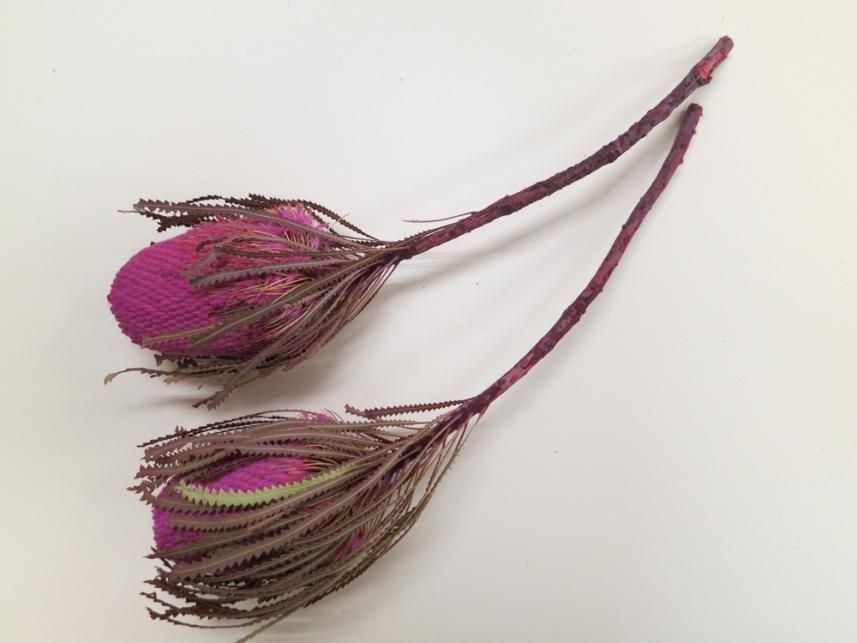 バンクシアホッカラナ ピンク 1本