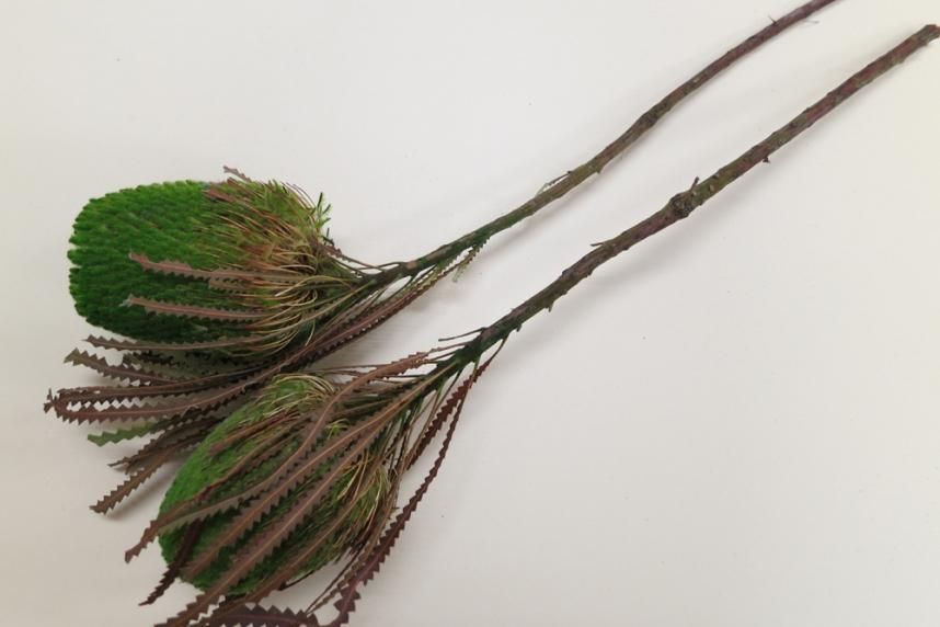 バンクシアホッカラナ グリーン 1本