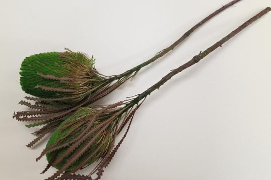 バンクシアホッカラナ グリーン 1本