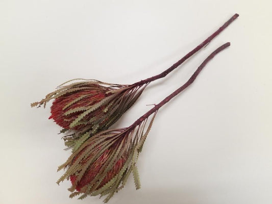 バンクシアホッカラナ レッド 1本