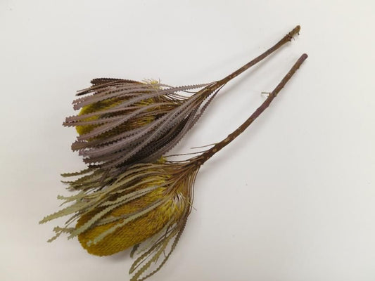 バンクシアホッカラナ イエロー1本