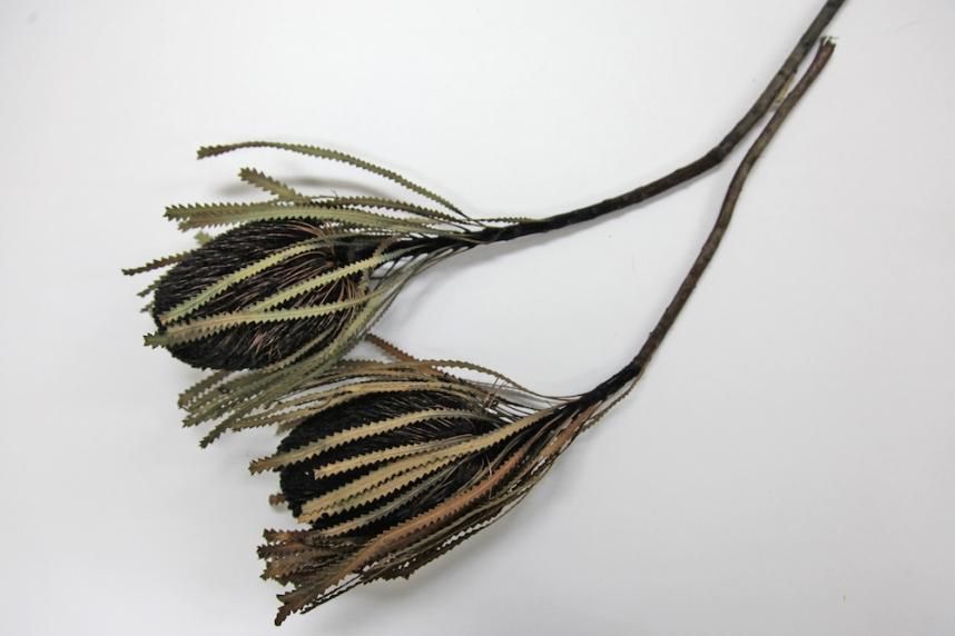 バンクシアホッカラナ ブラック 1本