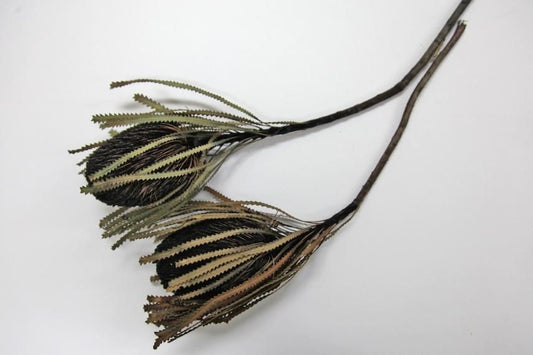 バンクシアホッカラナ ブラック 1本