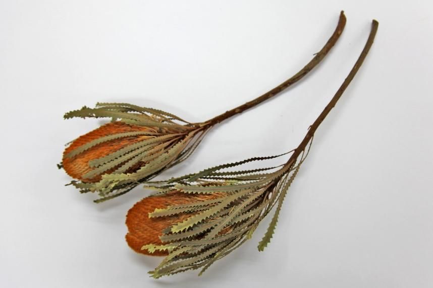 バンクシアホッカラナ オレンジ 1本