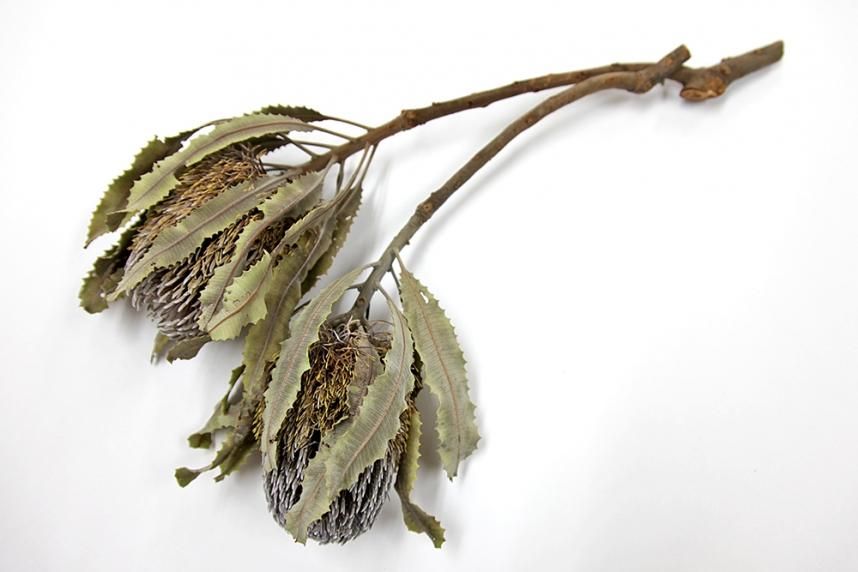 バンクシアメンジーシｰ ナチュラル 1本