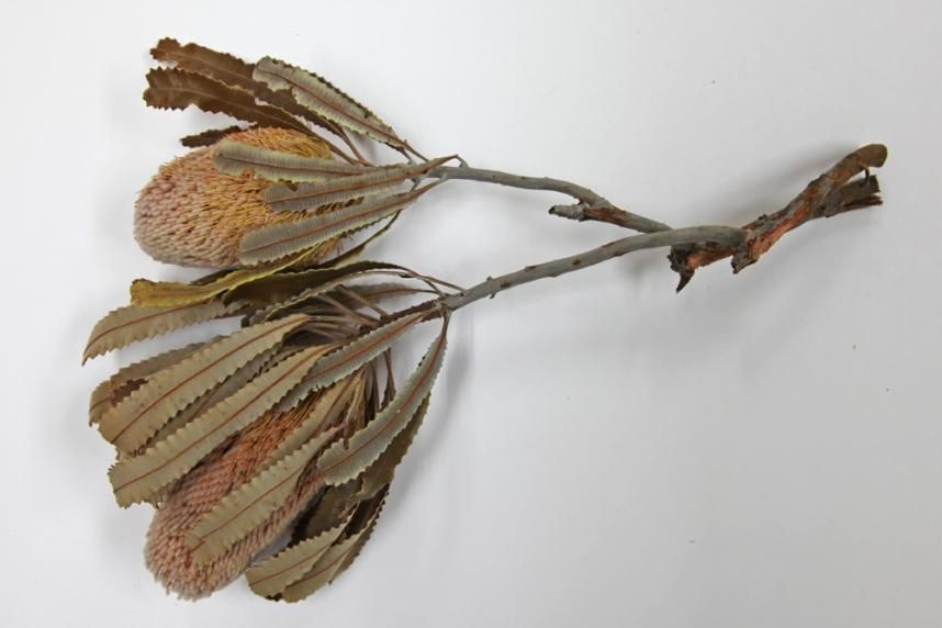 バンクシアバーディティー ナチュラル 2本