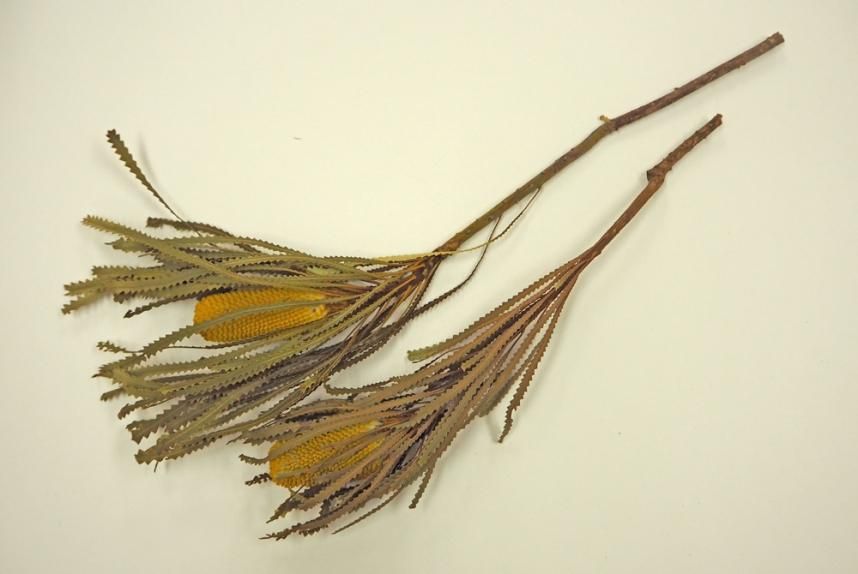 バンクシアホッカラナキャンドル イエロー 2本