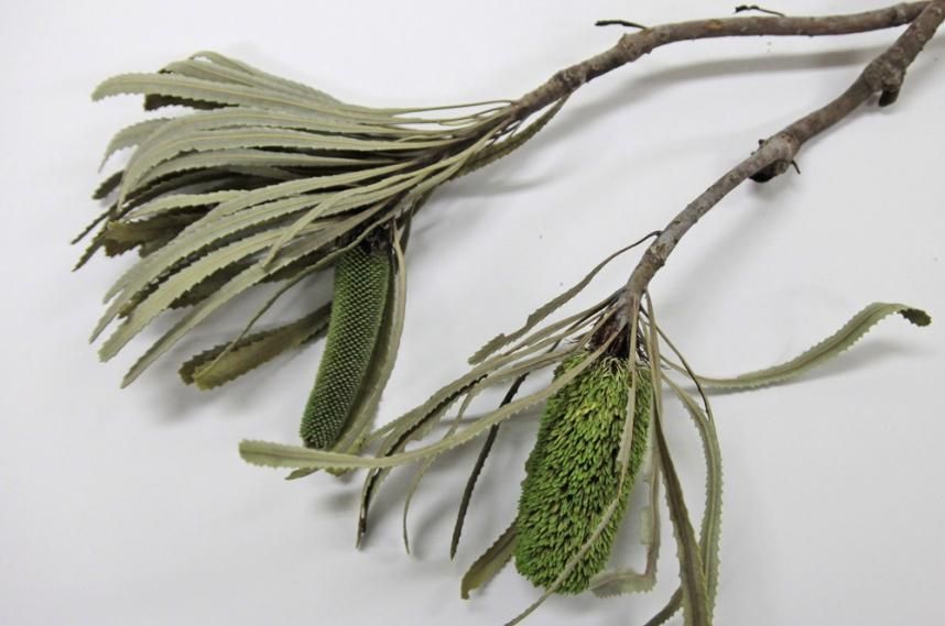 バンクシアアッティネーター グリーン 2本