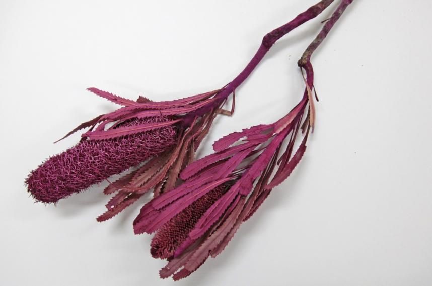 バンクシアアッティネーター ピンク 2本