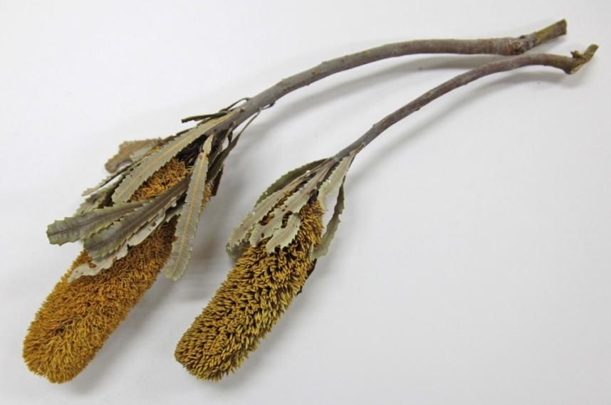 バンクシアアッティネーター イエロー 2本