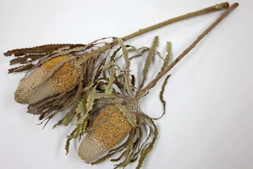 バンクシアプリノテ ナチュラル 1本