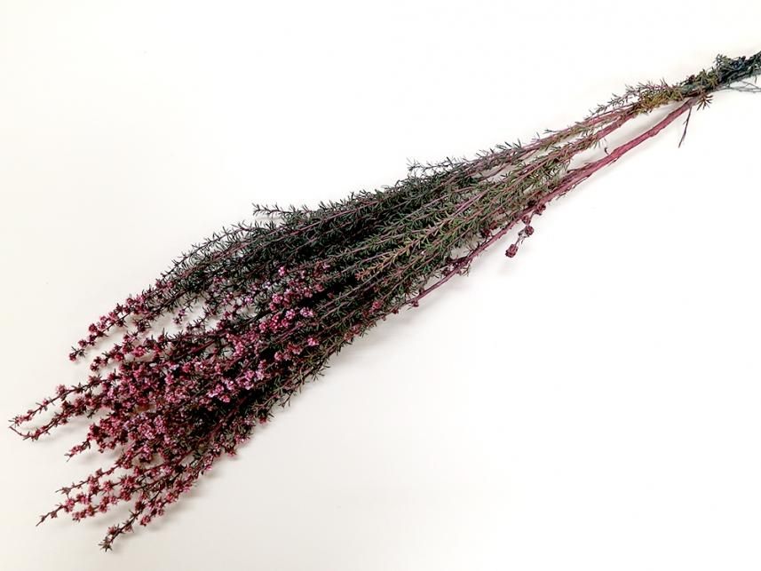 ティートゥリーローサ ピンク 約40g