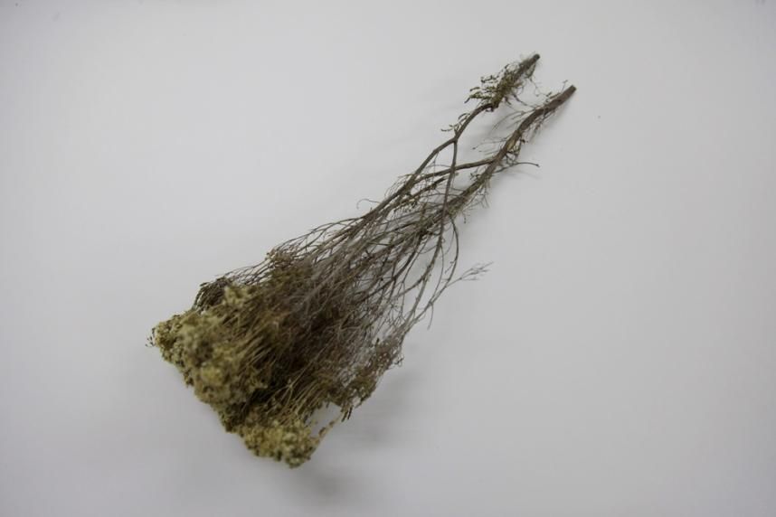 ブローニー イエロー 約40g