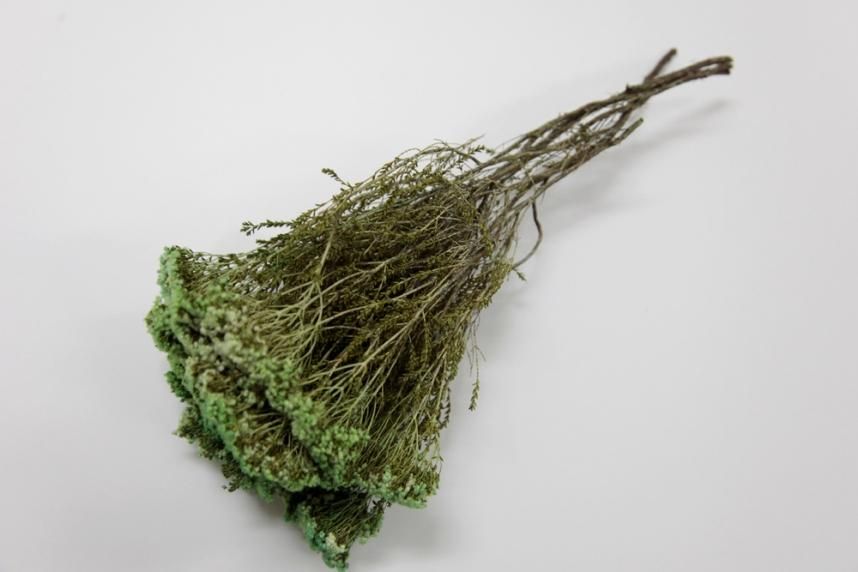 ブローニー グリーン 約40g